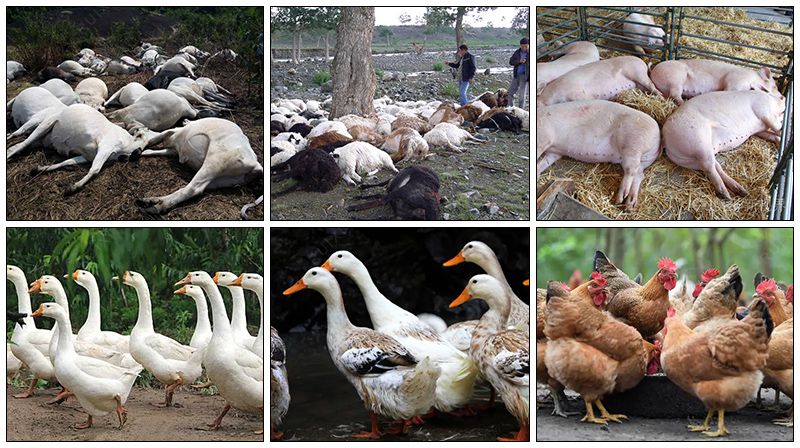 Harmless treatment Large Cattle double shaft grinder dead pig shredder meat bone meal crusher